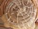 Native American Washo Pine Needle Basket,  Made W/real Reeds Native American photo 9