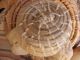 Native American Washo Pine Needle Basket,  Made W/real Reeds Native American photo 11