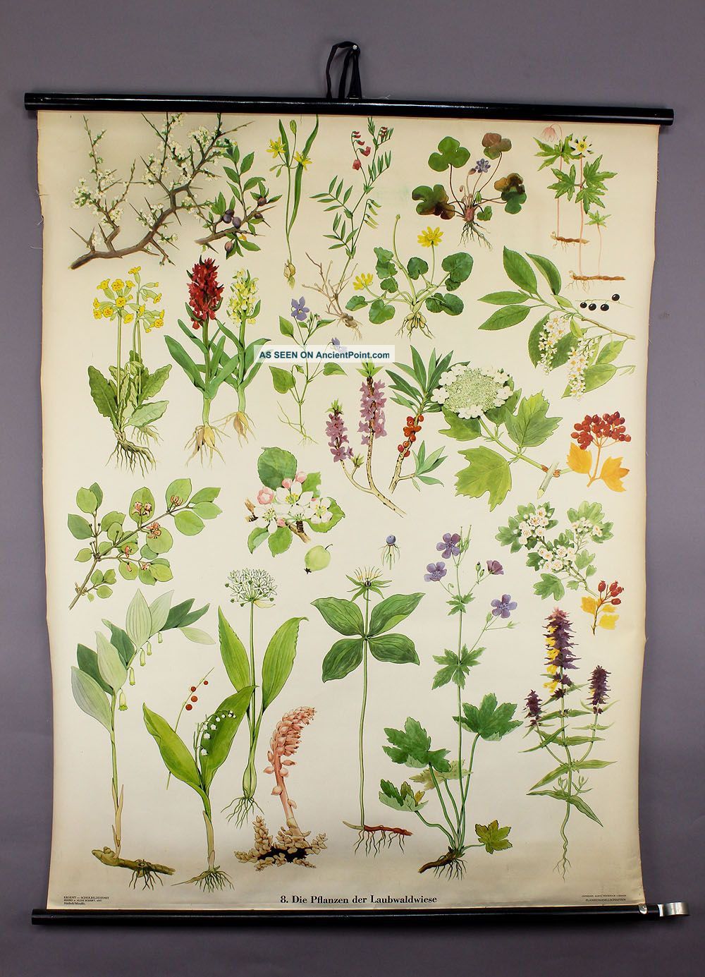 Antique School Wall Chart Flora Of Broadleaf Forest Meadows Other photo