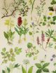 Antique School Wall Chart Flora Of Broadleaf Forest Meadows Other photo 1