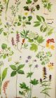 Antique School Wall Chart Flora Of Broadleaf Forest Meadows Other photo 2