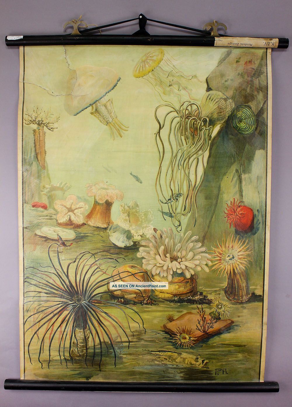 Antique Zoological School Wall Chart Marine Life Other photo