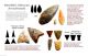 Neolithic Arrowhead 25mm,  Saharan Flint Artifact - 4000bc (h067) Neolithic & Paleolithic photo 2