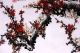 Asian Art Chinese Watercolor Painting - Plum Blossom Flower Paintings & Scrolls photo 1