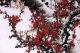 Asian Art Chinese Watercolor Painting - Plum Blossom Flower Paintings & Scrolls photo 2