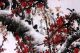 Asian Art Chinese Watercolor Painting - Plum Blossom Flower Paintings & Scrolls photo 4