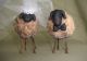 Primitive Folk Art Handmade Polymer Clay Country Sheep Wedding Couple Doll Set Primitives photo 1