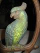 Antique Huge Bradley & Hubbard Parrot Bird Art Statue Cast Iron Doorstop B&h 15 Metalware photo 2