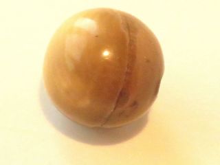 Antique Celluloid Ball Button Two Piece photo