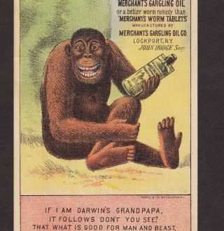 Darwin Evolution Man & Beast Ape Poem Merchants Gargling Oil Cure Medicine Card photo
