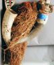 Bidjogo African Animal Head Mask Wood W Horn Raffia Bisagos Gineua Bissau Ethnix Other photo 5