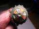 Roman Umbonate Brooch Plus Coin Roman photo 3
