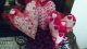 Primitive Valentine Fabric Heart Ornies Wreath Bowl Filler Decorations Primitives photo 5