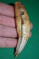 Antique African Drilled Lion Tooth Pendant Amulet Collected From The Congo Jewelry photo 3