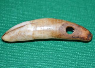 Antique African Drilled Lion Tooth Pendant Amulet Collected From The Congo photo