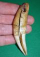 Antique African Drilled Lion Tooth Pendant Amulet Collected From The Congo Jewelry photo 3