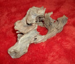 Ostrich Head Skull Natural Wood Growth Figure photo