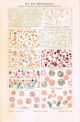 Ca 1900 Blood Cells Movement Malaria Leukemia Antique Medical Print Meyers Other photo 1