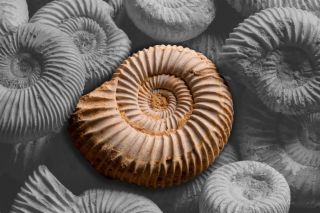 Fossilized Jurassic Period Perisphinctes Ammonite Fossil photo