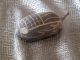 Old Australian Aboriginal Carved Boab Nut… From The Kimberley’s. . . Other photo 3