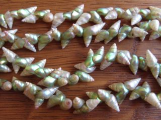 Tasmanian Aboriginal Maireener Green White Iridescent Shell Necklace 40 Inches photo