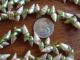 Tasmanian Aboriginal Maireener Green White Iridescent Shell Necklace 40 Inches Pacific Islands & Oceania photo 2