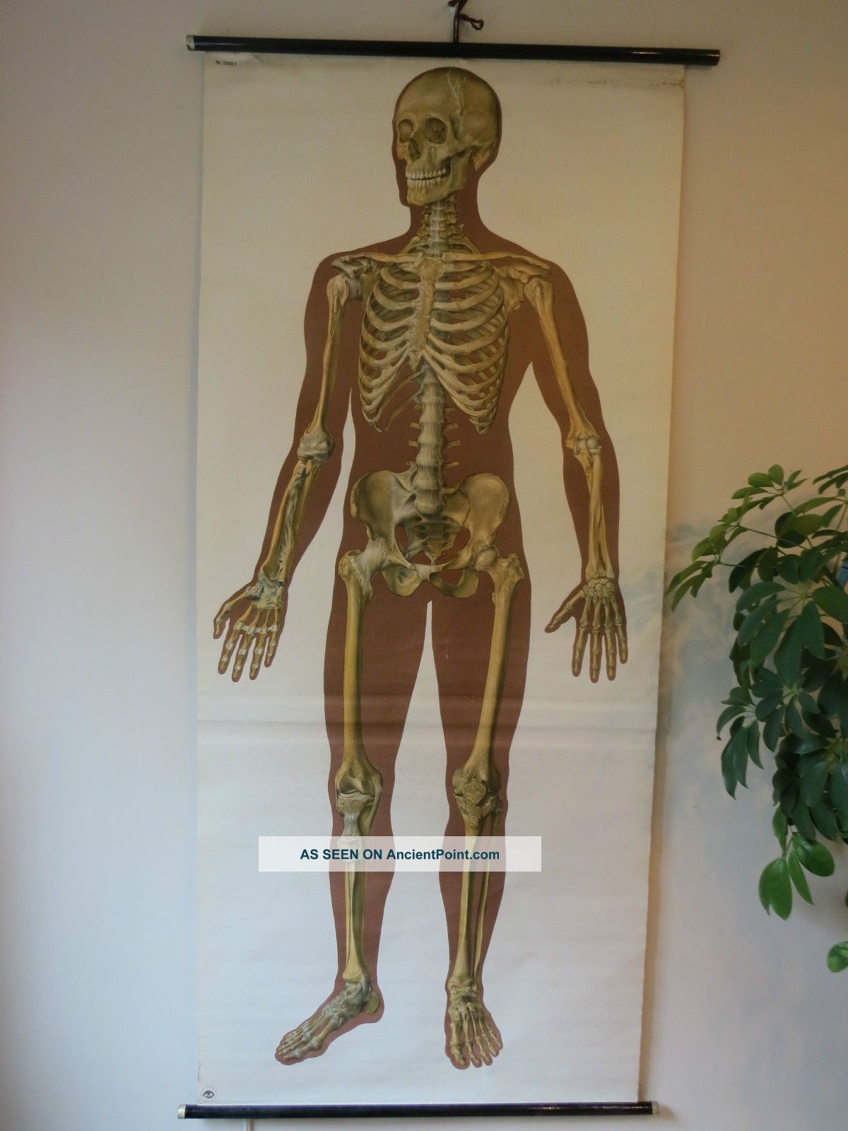 Vintage Anatomical Pull Down School Chart Of The Human Skeleton. Other photo