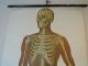 Vintage Anatomical Pull Down School Chart Of The Human Skeleton. Other photo 1