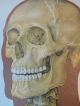 Vintage Anatomical Pull Down School Chart Of The Human Skeleton. Other photo 2