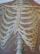Vintage Anatomical Pull Down School Chart Of The Human Skeleton. Other photo 4