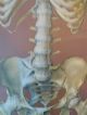 Vintage Anatomical Pull Down School Chart Of The Human Skeleton. Other photo 6