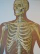 Vintage Anatomical Pull Down School Chart Of The Human Skeleton. Other photo 8