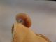 Antique Celluloid Bakelite Caramel Butterscotch Set 5 Button 5/8 