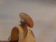 Antique Celluloid Bakelite Caramel Butterscotch Set 5 Button 5/8 