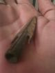 Gold Plated Arrowhead Rare Bronze Battlefield Find From The Persian Wars In Asia Other photo 6