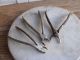 Set Of 3 Vintage Dental Tooth Pliers Extraction Implements Other photo 1