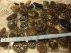 Of 50 Mirror Back Twinkle Birdcage Metal Antique Vintage Buttons Buttons photo 4