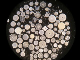 W.  A.  Firth Arranged Diatom Microscope Slide: Damaged photo