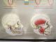 Vintage Anatomical Pull Down School Chart Of Teeth / Dentist Other photo 10