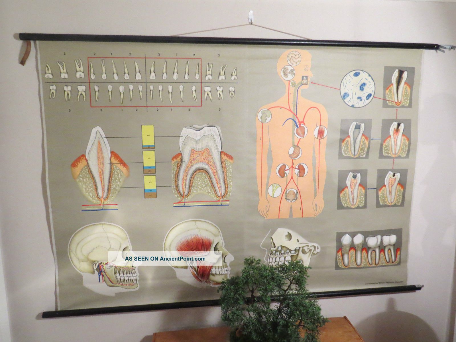 Vintage Anatomical Pull Down School Chart Of Teeth / Dentist Other photo