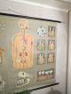 Vintage Anatomical Pull Down School Chart Of Teeth / Dentist Other photo 3