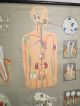 Vintage Anatomical Pull Down School Chart Of Teeth / Dentist Other photo 7