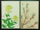 24 Flowers Japanese Woodblock Print Postcards Kawarazaki Shodo Color Unsodo 93 Prints photo 3