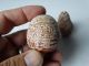 3 Quality Small Incised Decorative Mini - Gourds Bolivia,  C 1980’s Native American photo 7