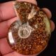 A19666 Big Natural Ammonite 500 Million Years Old Ammonite Fossil Cab Decoration The Americas photo 1