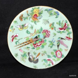 1850 - 1899 Canton Celadon Chinese Porcelain Plate Dish Butterfly,  S Nr 10 photo