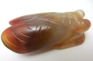 Old Chinese Ancient Neolithic Hongshan Jade Hand - Carved Cicada Amulet Pendant photo