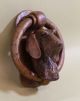 Antique Solid Bronze Schnauzer Or Airedale Terrier Dog Head Figural Doorknocker Door Bells & Knockers photo 3