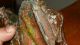 Cold Painted Orientalist Group: Bedouins & Camel - Lighter - Metalware photo 7
