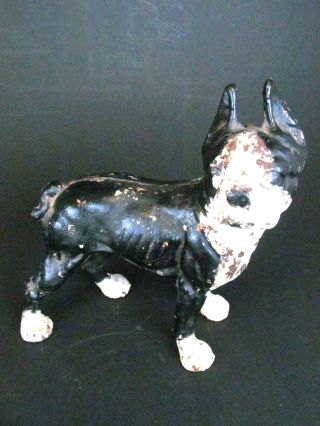 Rare Antique Boston Terrier Puppy Dog Solid Figure Cast Iron Hubley Doorstop photo